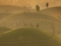 Török Gabriella - Reggeli tea